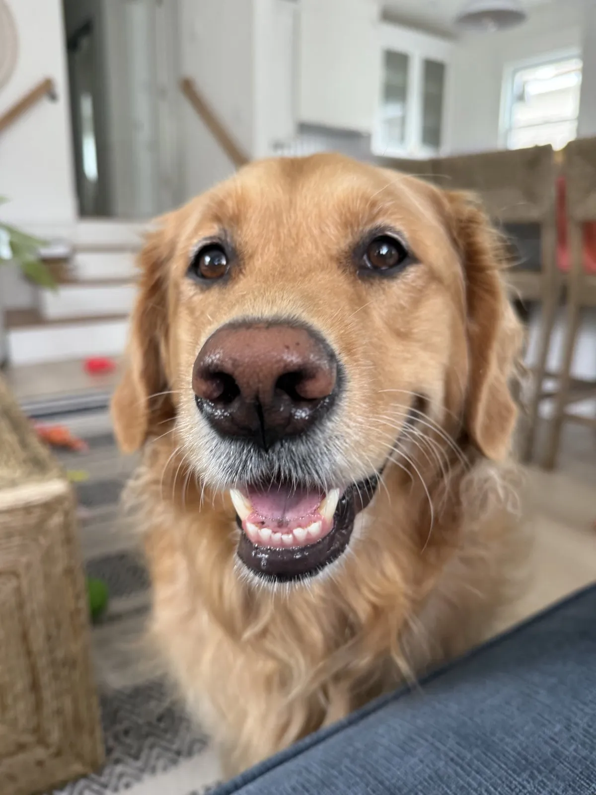 Lucy, our seven-year-old golden retriever